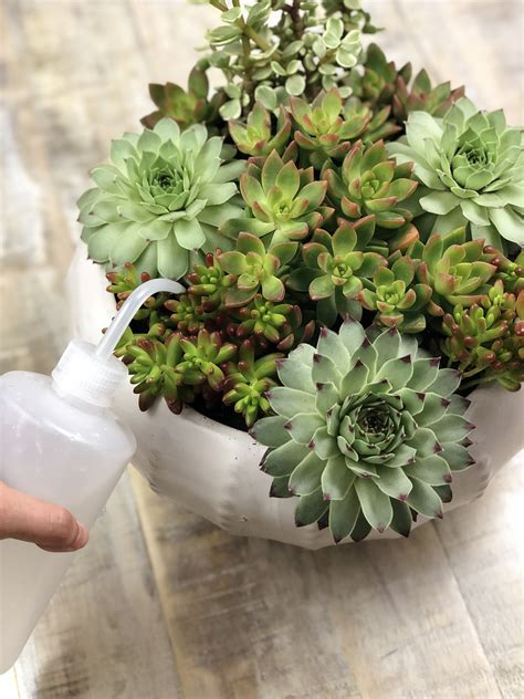 watering succulent plants in pots